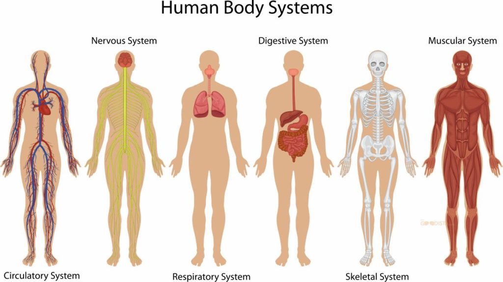 Human Body Systems, key to understanding lifestyle change is understanding how our bodies and minds are built