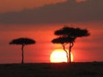 Field Mission Dilemma and the beauty we se illustrated by African tree in Kenya