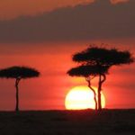 Field Mission Dilemma and the beauty we se illustrated by African tree in Kenya
