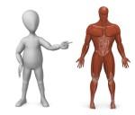 human body systems illustrated by man pointing at figure of muscular system.