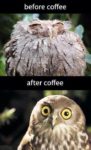 Diet pill or Lifestyle change, An owl looking bad before coffee and better afterwards