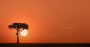 The Field Mission Dilemma illustrated by lone tree against African sky