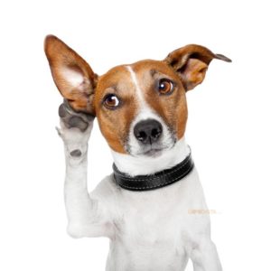 Feel Good Tip for Hearing is illustrated by a Dog with one ear pointed towards a sound.