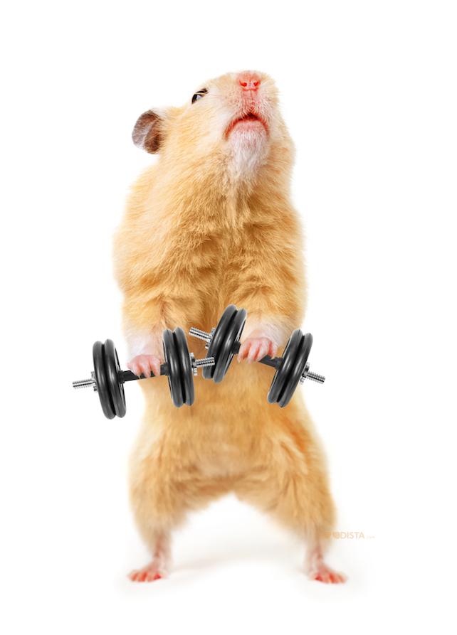 How the long game wins in fitness. Hamster lifting weights.