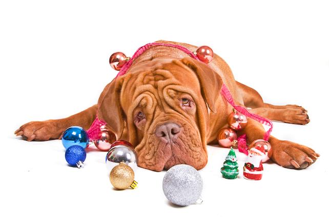 Christmas feeling lost thru stress, must-dos and obligations illustrated by dog lying in heap of Christmas decorations. Read more how to get that Christmas Feeling back on thegoodista.com