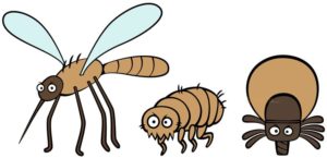 Bugs and mosquitoes guide for travel health and outdoor activities in this post on thegoodista.com. Illustrated by comic drawing of insects.