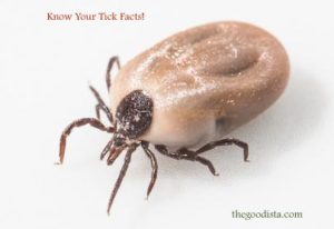 Bugs and Mosquitoes are killers. Read up on what you need to know to prevent getting bitten on thegoodista.com. Picture of tick - carrier of many diseases. 