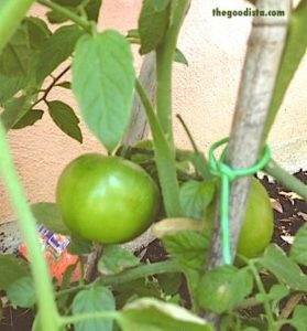 Tomato recipes and how to grow and freeze tomatoes on thegoodista.com. Young green tomatoes in this picture.