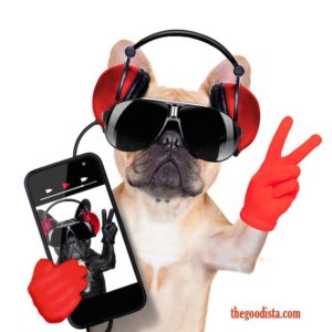 Music playlists to listen to on travel, at home and with or without internet in this post. Illustrated by dog in headphones. 