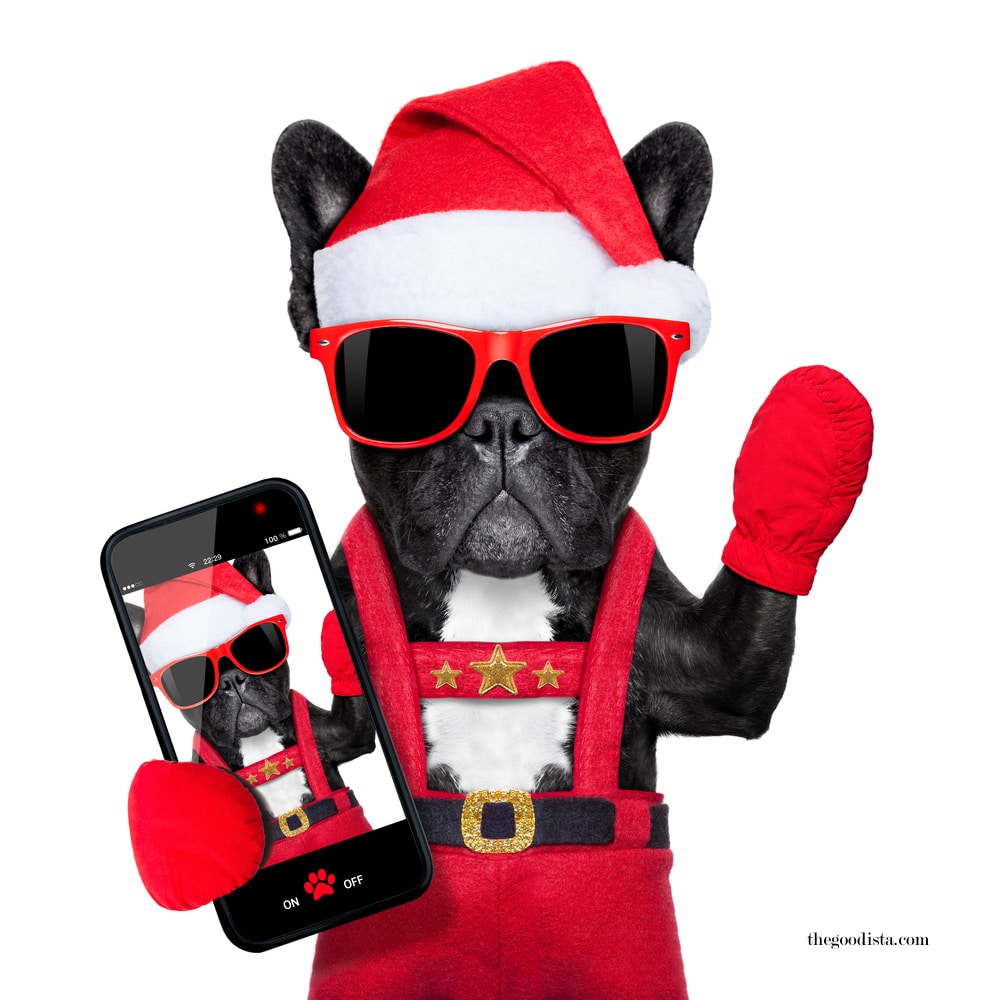 Working on Christmas and more posts on thegoodista.com illustrated by dog as Santa in sunglasses