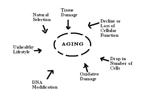 Age proof yourself against ageing factors with healthy lifestyle changes. Illustrated by Primary and Secondary ageing factors.