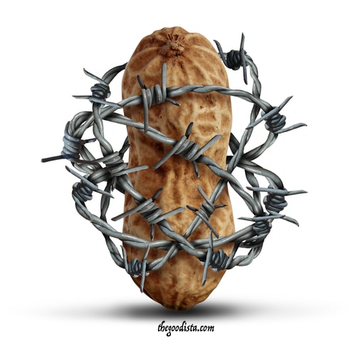 Allergy or intolerance to peanuts, illustrated by peanut in barbed wire.